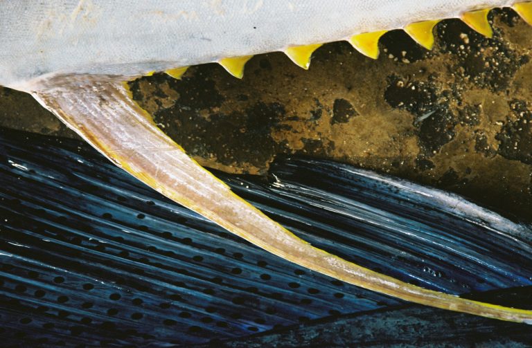 Ulrike Lauber | PAPUA | 2011 | C-Print | 27 x 40 cm | Galerie Moench Berlin