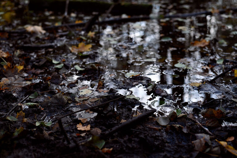 galerie moench zeitgenoessische kunst susanne wehr fotografie ki ai