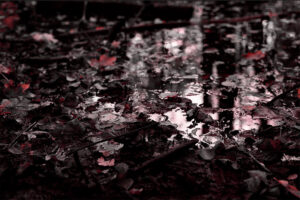 galerie moench zeitgenoessische kunst susanne wehr fotografie